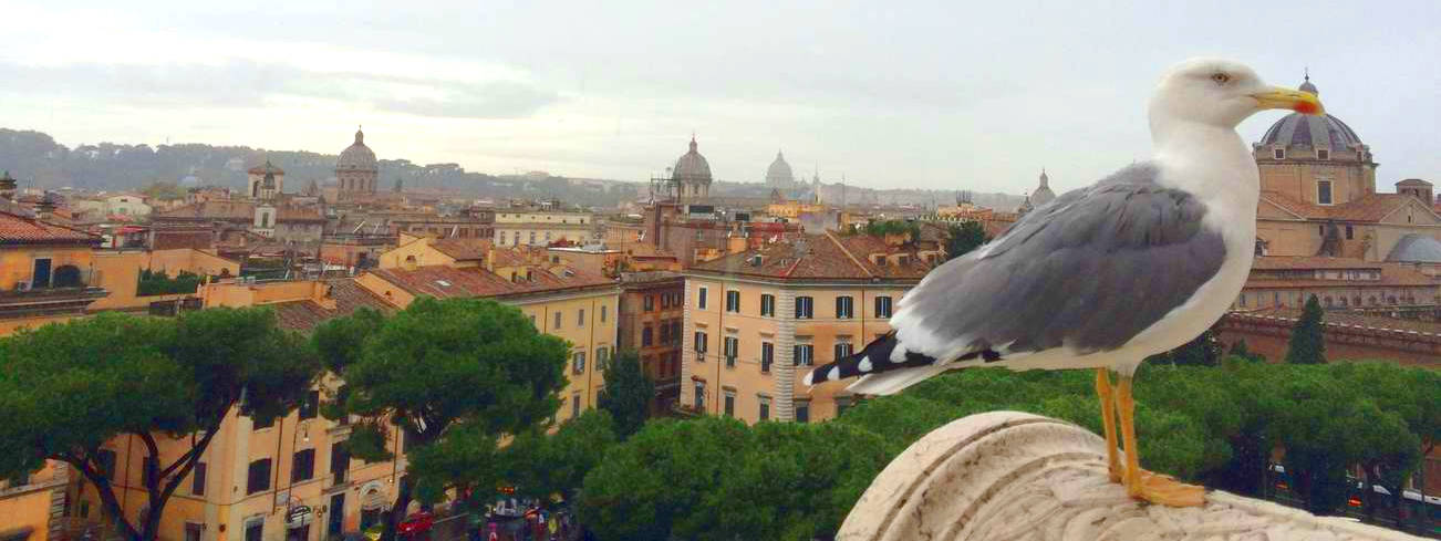 Чайка в Риме